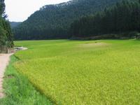 山間地写真