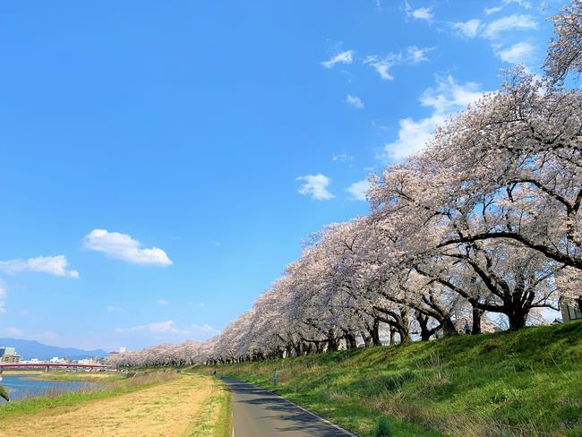 足羽川の桜