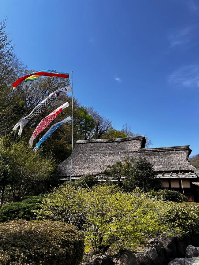 鯉のぼり