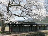 春の南陽寺