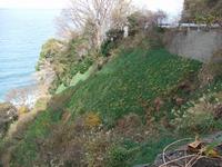 令和6年12月12日水仙の開花状況写真7