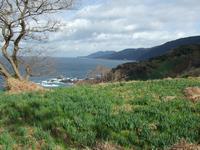 令和6年12月12日水仙の開花状況写真9