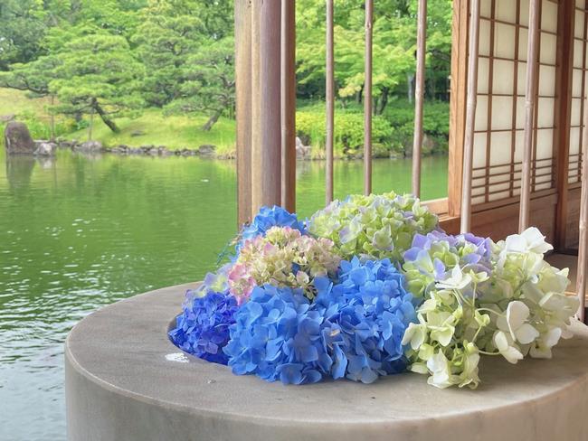 あじさい写真3