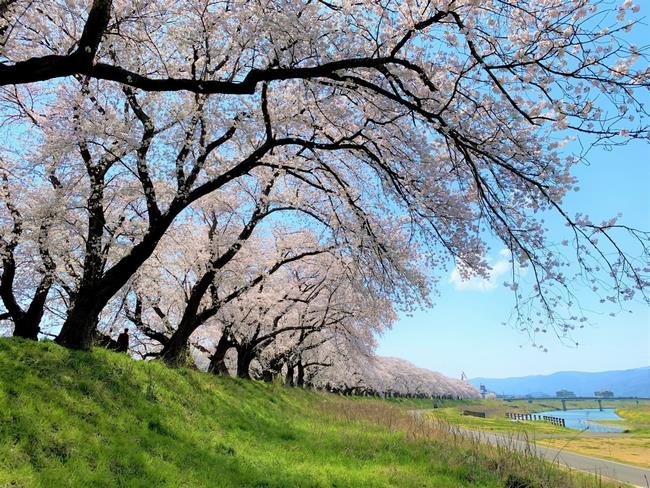 桜並木