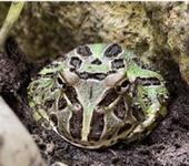 クランウェルツノガエル