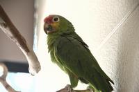 キホオボウシインコ