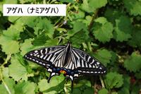 ナミアゲハ
