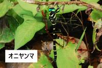 オニヤンマ