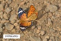 ツマグロヒョウモン