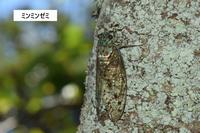 ミンミンゼミ