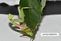 ムネアカハラビロカマキリ