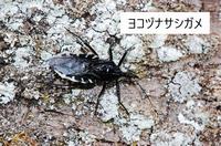 ヨコヅナサシガメ