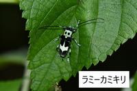 ラミーカミキリ