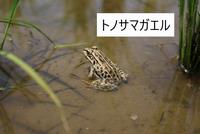 トノサマガエル
