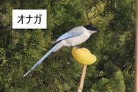 オナガ