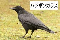 ハシボソガラス