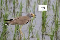 ケリ