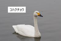 コハクチョウ