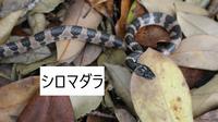 シロマダラ