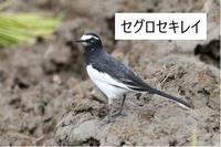 セグロセキレイ