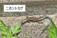 ニホントカゲ
