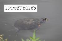 ミシシッピアカミミガメ