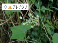 アレチウリ