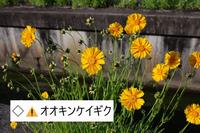 オオキンケイギク