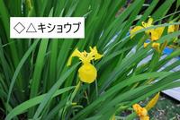 キショウブ