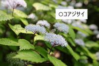 コアジサイ