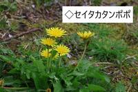 セイタカタンポポ