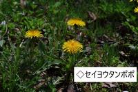 セイヨウタンポポ