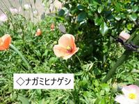 ナガミヒナゲシ