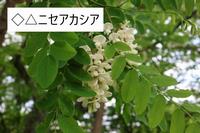 ニセアカシア