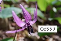カタクリ