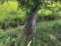被害樹木