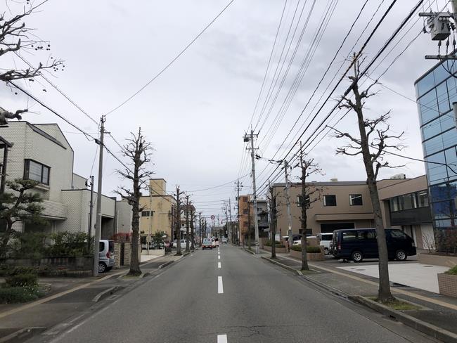 街路樹剪定後