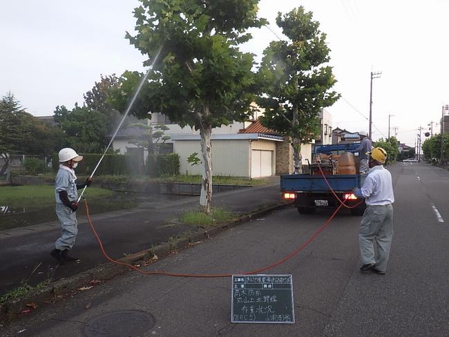 街路樹害虫駆除の写真