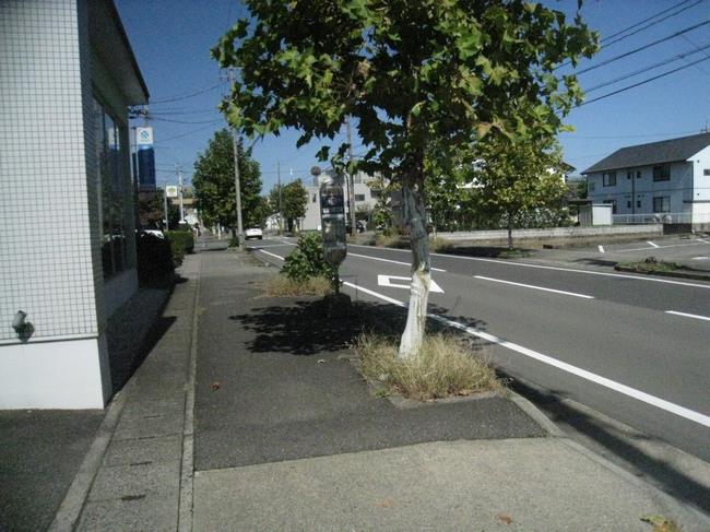 街路樹の桝内の清掃前