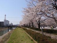 荒川桜公園の写真