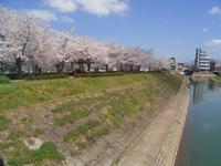 荒川桜公園の写真2
