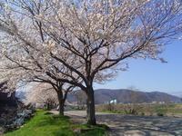 狐川桜づつみの写真