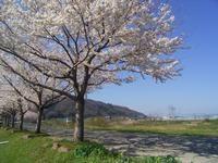 狐川桜づつみの写真2