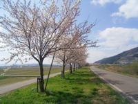 日野川桜づつみ公園の写真