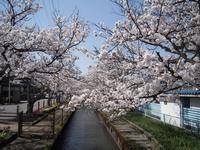 芝原上水（内輪用水）の桜