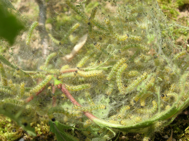 毛虫の発生に注意してください 主に6月から10月まで 福井市ホームページ