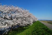 九頭竜川堤防沿いの桜並木と天池河川公園の写真