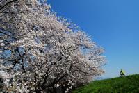 九頭竜川堤防沿いの桜並木と天池河川公園