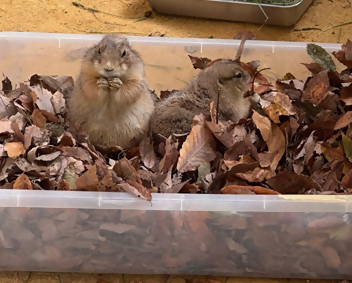 落ち葉プール