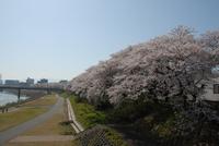 足羽川桜並木